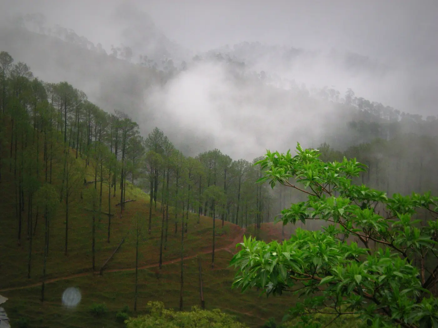 Forested Kumaon hills, Uttarakhand